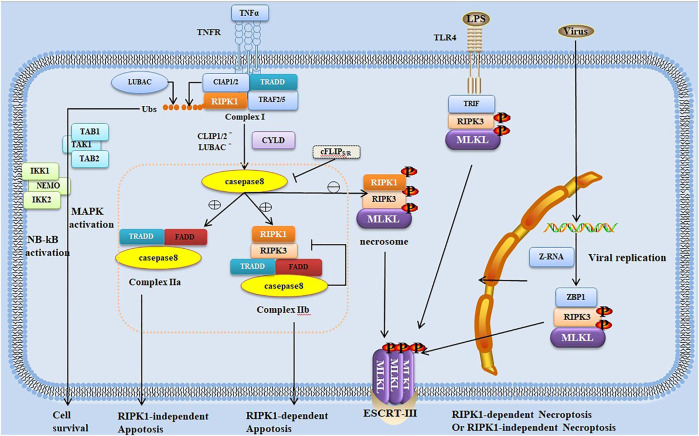 FIGURE 1