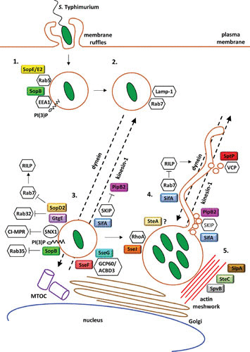 FIGURE 1