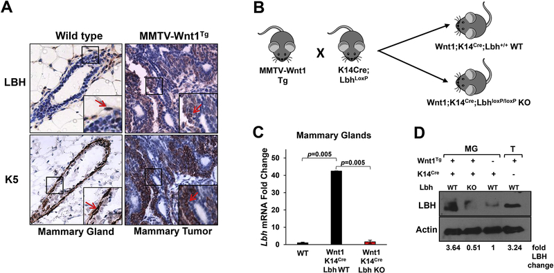 Figure 1: