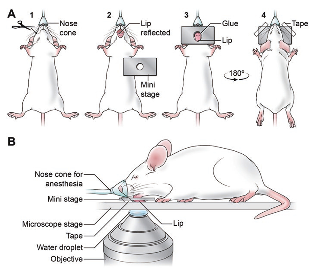 Fig. 2