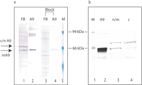 Figure  6. 