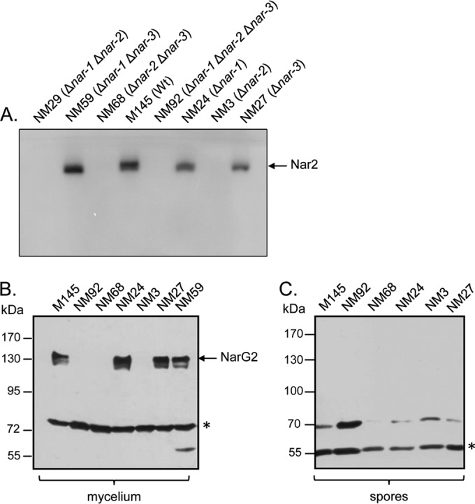 FIG 1