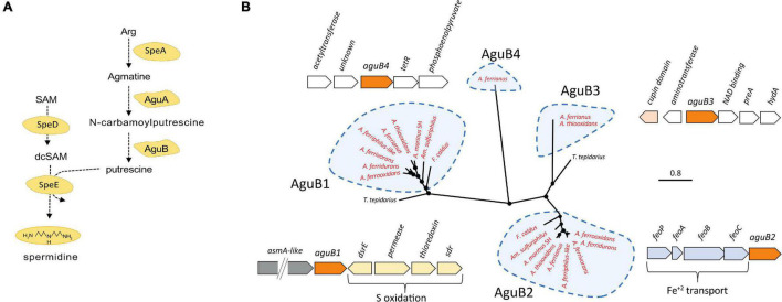 FIGURE 3