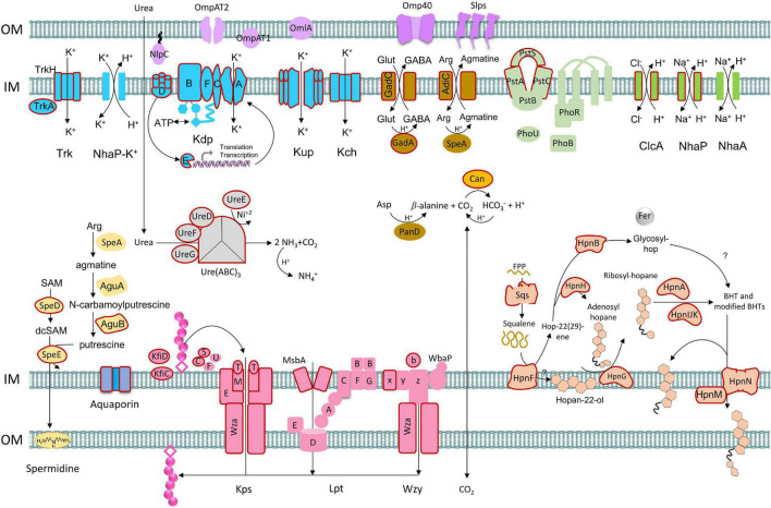 FIGURE 9