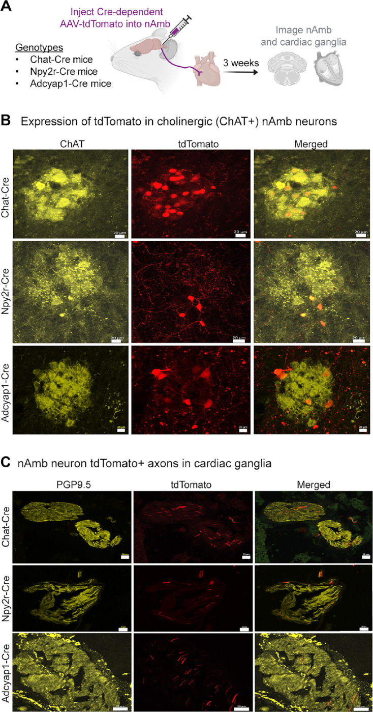 Figure 4:
