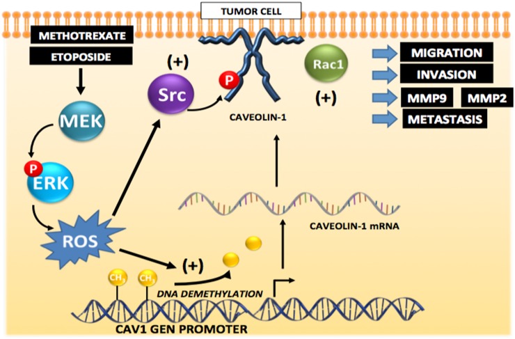 Figure 12