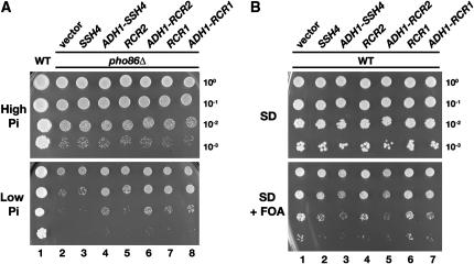 Figure 7.—