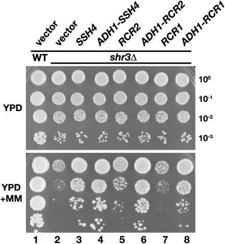 Figure 1.—