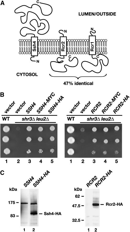 Figure 4.—