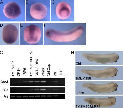 Fig. 8.