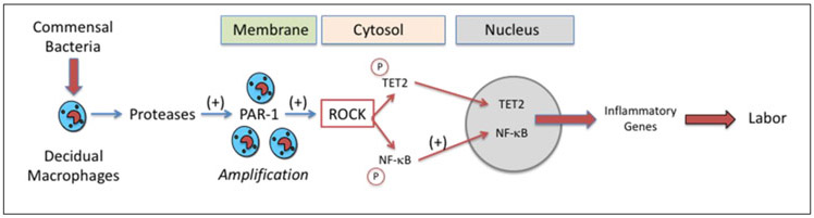 Figure 12.