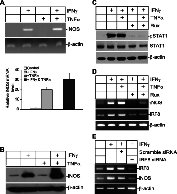 The NF-κB p65 and p50 homodimer cooperate with IRF8 to activate iNOS ...