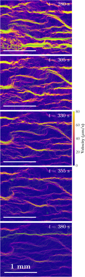 Evolution of the velocity field determined using wOFV as a function of time. Coloration indicates velocity magnitude, and the streamlines are colored according to mean residence time. Horizontal white lines indicate the spatial scale.