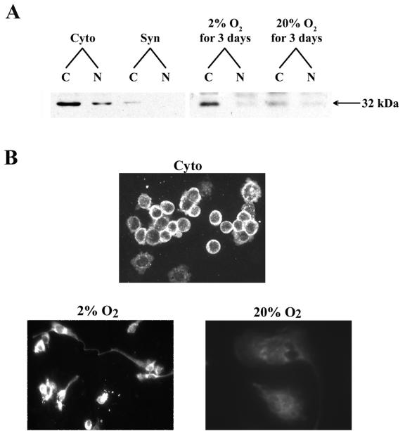 FIG. 1.