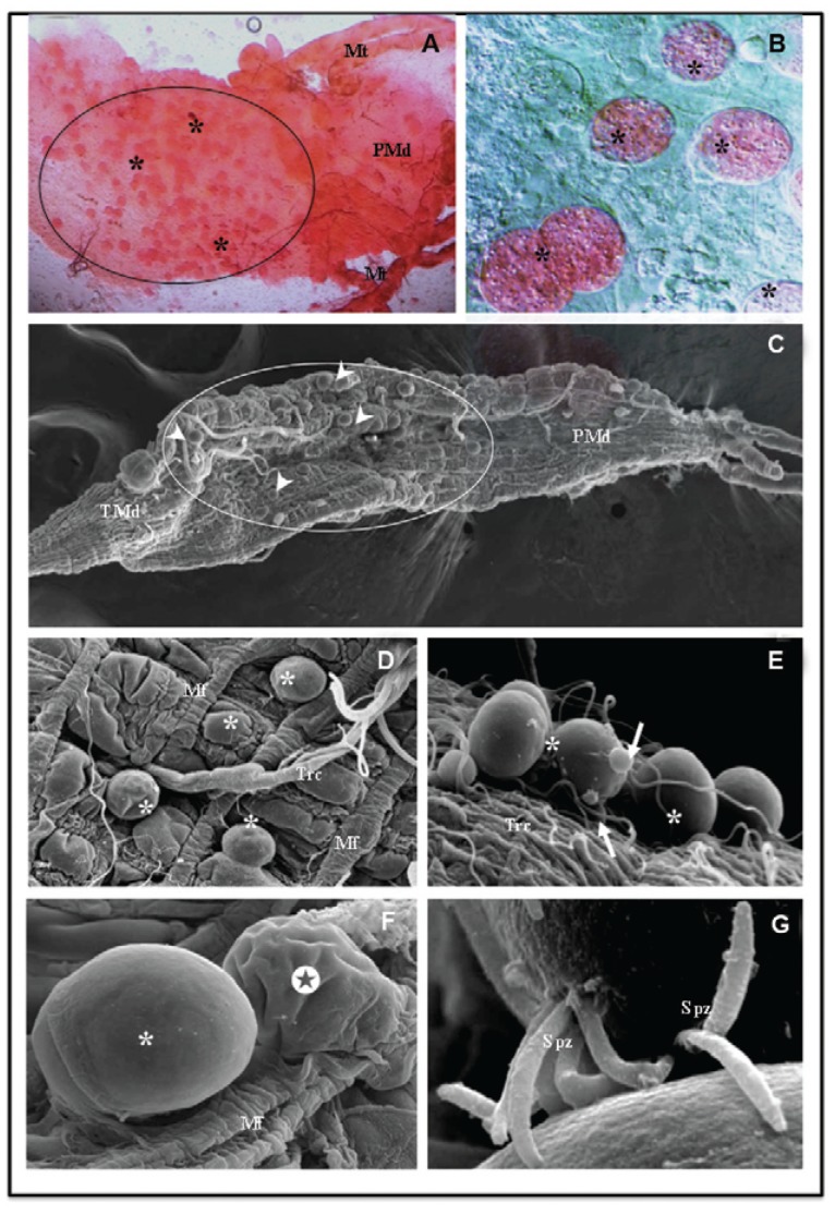 Fig. 2: