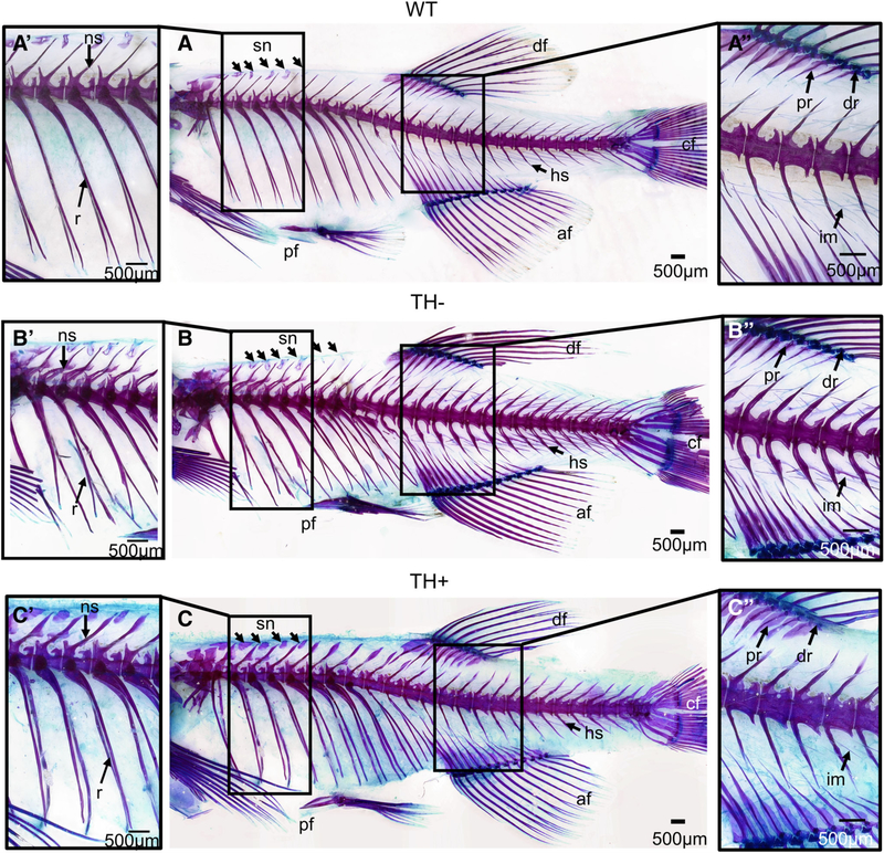 Fig. 7.