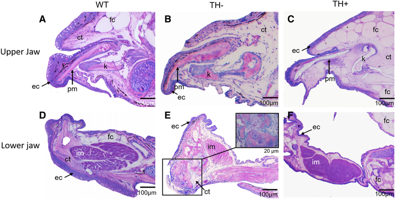 Fig. 6.