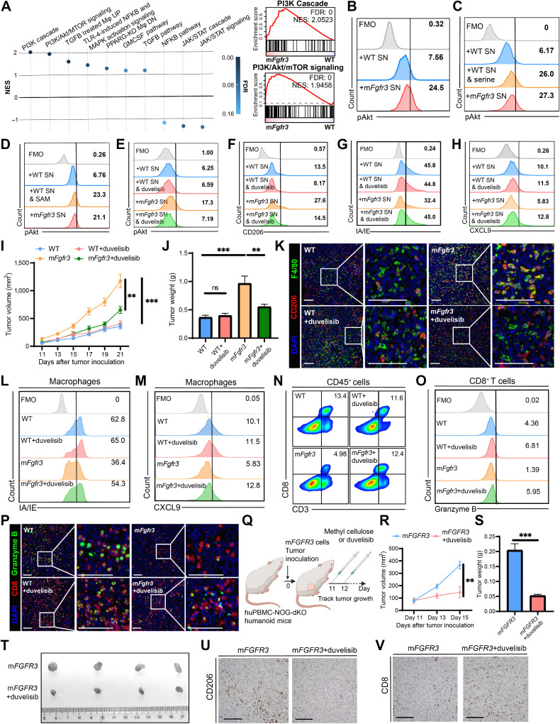 Figure 5. Targeting the PI3K/Akt pathway in macrophages reverses macrophage phenotype in mFGFR3 cancers. A, Bubble chart of GSEA results involving the major pathways regulating macrophage phenotype in the macrophages cells from mFgfr3 cancers compared with the ones from WT cancers, along with enrichment results of the PI3K cascade pathway as well as PI3K/Akt/mTOR signaling pathway, Mφ, macrophages. B–D, Flow cytometry analysis illustrating the proportion of pAKT+ cells within BMDMs in the indicated groups. E–H, Flow cytometry analysis illustrating the proportion of pAKT+ cells (E), CD206+ cells (F), IA/IE+ cells (G), and CXCL9+ cells (H) within BMDMs in the indicated groups. I and J, Tumor growth curves (I) and tumor weights (J) of the indicated groups in the duvelisib monotherapy experiments. K, Representative images show the infiltration of CD206+ F4/80+ cells in the indicated groups. L and M, Flow cytometry analysis illustrating the proportion of IA/IE+ cells (L) and CXCL9+ cells (M) within macrophages in the indicated groups. N and O, Flow cytometry analysis illustrating the proportion of CD3+CD8+ cells within CD45+ cells (N) and the proportion of granzyme B+ cells within CD8+ T cells (O) in the indicated groups. P, Representative images show CD8+ granzyme B+ cell infiltration in the indicated groups. Q, Schematic illustration of duvelisib treatment strategy in huPBMC-NOG-dKO humanoid mice bearing mFGFR3 T24 tumors. R–T, Tumor growth curves (R), tumor weights (S), and the resected tumor picture (T) of the indicated groups in the duvelisib treatment experiment on the humanoid mice. U and V, IHC staining indicates the CD206 (U) and CD8 (V) infiltration in the indicated groups from the humanoid mice experiment. The data are shown as the mean ± SEM values (n  =  6 per group in B, C, and E–J; n  =  4 per group in R and S; n = 3 per group in U and V; n = 4–6 per group in D; n = 5–6 per group in L–O; n = 3–4 per group in K and P). P < 0.05 was considered a significant difference; ns, no significance (one-way ANOVA with Holm-Sidak multiple comparison tests). **, P < 0.01; ***, P < 0.001. Scale bar, 100 μm. FMO, fluorescence minus one; SN, supernatants. (Q, Created with BioRender.com.)