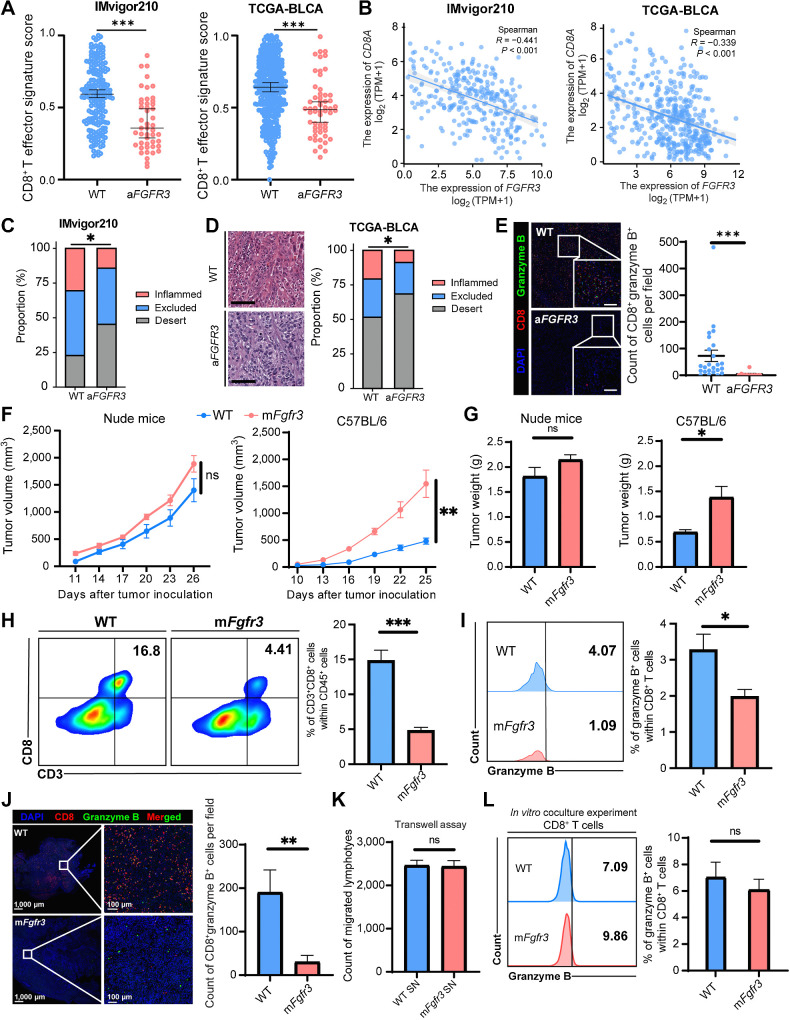 Figure 1. FGFR3-altered bladder cancers shape a cold TME indirectly. A, Dot plots showing the CD8+ T cells effector signature score in the WT and aFGFR3 groups in the IMvigor210 and TCGA-BLCA datasets. B, Spearman correlation analysis of the expression of CD8A with the expression of FGFR3. C, Stacked bar plots showing the proportion of immune-inflamed, immune-excluded, and immune-desert phenotypes in the WT and the aFGFR3 groups in the IMvigor 210 dataset. D, Representative images and stacked bar plots indicating the proportion of immune-inflamed, immune-excluded, and immune-desert phenotypes in the WT and the aFGFR3 groups in TCGA-BLCA dataset. Scale bar, black, 100 μm. E, Representative images and dot plot showing the CD8+ granzyme B+ cells infiltration in the WT and the aFGFR3 groups in the SYSMH cohort. Scale bar, white, 100 μm. F and G, Growth curves (F) and tumor weights (G) of the WT and mFgfr3 cancer cells in nude mice as well as C57BL/6 mice. H and I, Flow cytometry analysis and statistical analysis illustrating the proportion of CD3+ CD8+ cells within CD45+ cells (H) and the proportion of granzyme B+ cells within CD8+ T cells (I) in the indicated groups. J, Representative images and statistical analysis show the infiltration of CD8+ granzyme B+ cells in the indicated groups. K, Transwell assay of lymphocytes with cancer cell supernatant shows the cell count of migrated lymphocytes in the indicated groups. L, Flow cytometry analysis of in vitro coculture of cancer cells with lymphocytes illustrating the proportion of granzyme B+ cells within CD8+ T cells in the indicated groups. The data are shown as the mean ± SEM values (IMVigor 210 cohort: n = 190 in the WT group, n = 47 in the aFGFR3 group; TCGA-BLCA cohort: n = 350 in the WT group, n = 56 in the aFGFR3 group; SYSMH cohort: n = 24 in the WT group, n = 10 in the aFGFR3 group; n  =  6 per group in F–L). P < 0.05 was considered a significant difference; ns, no significance (unpaired parametric Student t test and χ2 test). *, P < 0.05; **, P < 0.01; ***, P < 0.001.