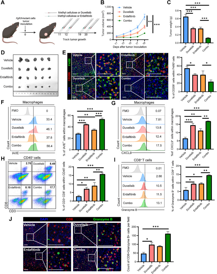 Figure 6. Duvelisib augments the antitumor efficacy of erdafitinib in combination therapy. A, Schematic illustration of duvelisib and erdafitinib treatment strategy. B and C, Tumor growth curves (B) and tumor weights (C) of the groups receiving vehicle, duvelisib, erdafitinib, and combination therapy, respectively. D, Images of the dissected tumors from mice in the vehicle, duvelisib, erdafitinib, and combination treatment groups. E, Representative images and statistical analysis show CD206+ F4/80+ cell infiltration in the indicated groups. F and G, Flow cytometry analysis and statistical analysis illustrating the proportion of IA/IE+ cells (F) and CXCL9+ cells (G) within macrophages in the indicated groups. H and I, Flow cytometry analysis illustrating the proportion of CD3+CD8+ cells within CD45+ cells (H) and the proportion of granzyme B+ cells within CD8+ T cells (I) in the indicated groups. J, Representative images and statistical analysis show CD8+ granzyme B+ cell infiltration in the indicated groups. The data are shown as the mean ± SEM values (n  =  5 per group in B–D; n  =  4–5 per group in F–I; n = 3–4 per group in E and J). P < 0.05 was considered a significant difference (one-way ANOVA with Holm-Sidak multiple comparison tests). *, P < 0.05; **, P < 0.01; ***, P < 0.001. Scale bar, white, 100 μm. (A, Created with BioRender.com.)