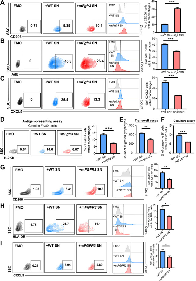 Figure 3. mFGFR3 cancer cells promote macrophage shift to an immune-inert phenotype. A–C, Flow cytometry analysis and statistical analysis illustrating the proportion of CD206+ cells (A), IA/IE+ cells (B), and CXCL9+ cells (C) within live BMDMs in the indicated groups. D, Antigen-presenting assays show the MHC-I SIINFEKL+ cells within the BMDMs. E, Transwell assay of lymphocytes with BMDMs previously stimulated by cancer cell supernatants shows the cell count of migrated lymphocytes in the indicated groups. F, Flow cytometry analysis of in vitro coculture of BMDMs previously stimulated with cancer cell supernatants with lymphocytes illustrating the proportion of granzyme B+ cells within CD8+ T cells in the indicated groups. G–I, Flow cytometry analysis and statistical analysis illustrating the proportion of CD206+ cells (G), HLA-DR+ cells (H), and CXCL9+ cells (I) within live THP-1 cells in the indicated groups. The data are shown as the mean ± SEM values (n = 6 per group). P < 0.05 was considered a significant difference (unpaired parametric Student t test). *, P < 0.05; **, P < 0.01; ***, P < 0.001. FMO, fluorescence minus one; SN, supernatants.