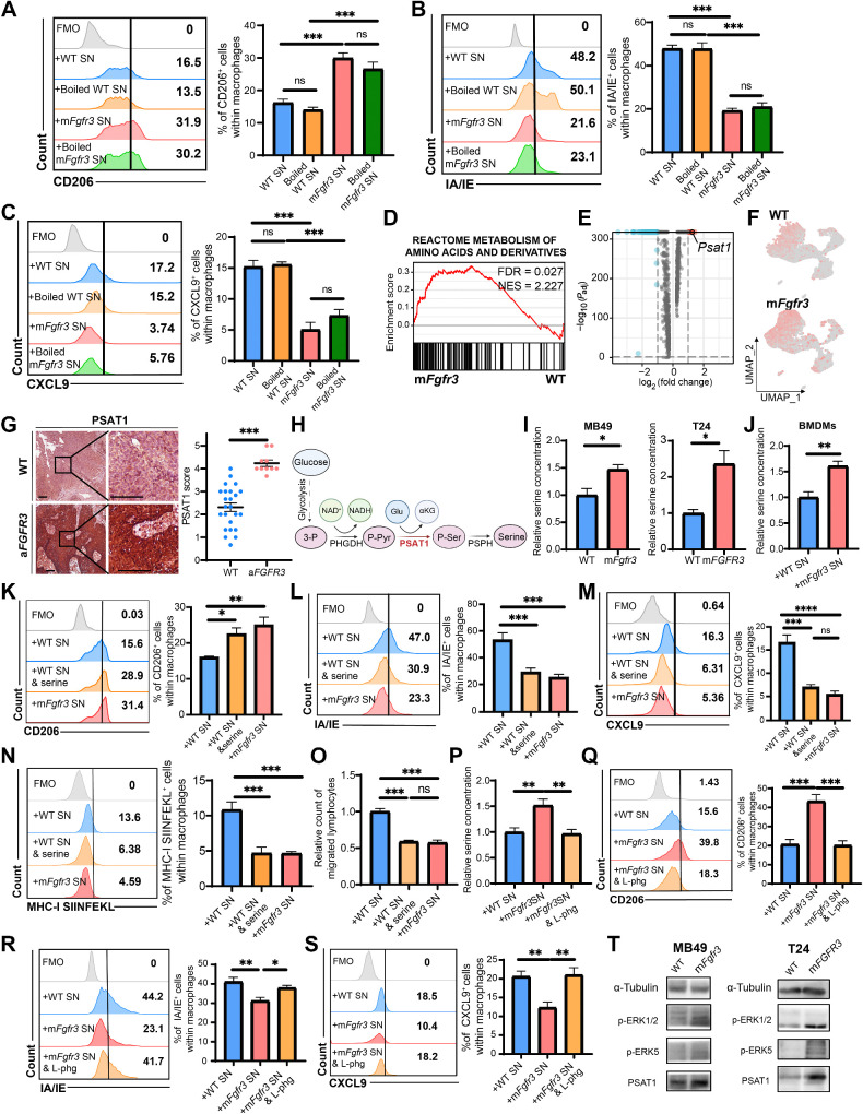 Figure 4. mFGFR3 cancer cells upregulate serine synthesis to shift macrophages to an immune-inert phenotype. A–C, Flow cytometry analysis illustrating the proportion of CD206+ cells (A), IA/IE+ cells (B), and CXCL9+ cells (C) within BMDMs stimulated with unboiled/ boiled WT/ mFgfr3 cancer cells supernatants. D, GSEA showing the metabolism of amino acid and derivatives pathway is enriched in the mFgfr3 cancer cells. E, Volcano plot displays the marker genes of the mFgfr3 cancer cells. F, FeaturePlot shows the expression of Psat1 in the WT and mFgfr3 cancer cells. G, Representative IHC pictures and statistic analysis show the expression of PSAT1 in the WT and aFGFR3 tumors; n = 24 in the WT group, n = 10 in the aFGFR3 group. H, Schematic illustration of the role of PSAT1 in the serine synthesis metabolism. I, Relative free serine concentration of the WT and mFgfr3 MB49 cells or WT and mFGFR3 T24 cancer cells. J, Relative free serine concentration of the BMDMs stimulated with WT and mFgfr3 cancer cell supernatants. K–M, Flow cytometry analysis and statistical analysis illustrating the proportion of CD206+ cells (K), IA/IE+ cells (L), and CXCL9+ cells (M) within BMDMs in the indicated groups. N, Antigen-presenting assay shows the MHC-I SIINFEKL+ cells within the BMDMs. O, Transwell assay of lymphocytes with BMDMs previously stimulated by cancer cell supernatants shows the cell count of migrated lymphocytes in the indicated groups. P, Relative free serine concentration of the BMDMs in the indicated groups. Q–S, Flow cytometry analysis and statistical analysis illustrating the proportion of CD206+ cells (Q), IA/IE+ cells (R), and CXCL9+ cells (S) within BMDMs in the indicated groups. T, Western blot analysis indicates the phosphorylation level of the MAPK pathway as well as the PSAT1 expression in the indicated groups. The data are shown as the mean ± SEM values (n  =  6 per group in A–C, N–O, and Q–S; n  =  4 per group in I; n = 5 per group in J–M and P) or are representative of three independent experiments (T). P < 0.05 was considered a significant difference; ns, no significance (one-way ANOVA with Holm-Sidak multiple comparison tests, unpaired parametric Student t test). *, P < 0.05; **, P < 0.01; ***, P < 0.001. Scale bar, white, 100 μm. FMO, fluorescence minus one; SN, supernatants. (H, Created with BioRender.com.)