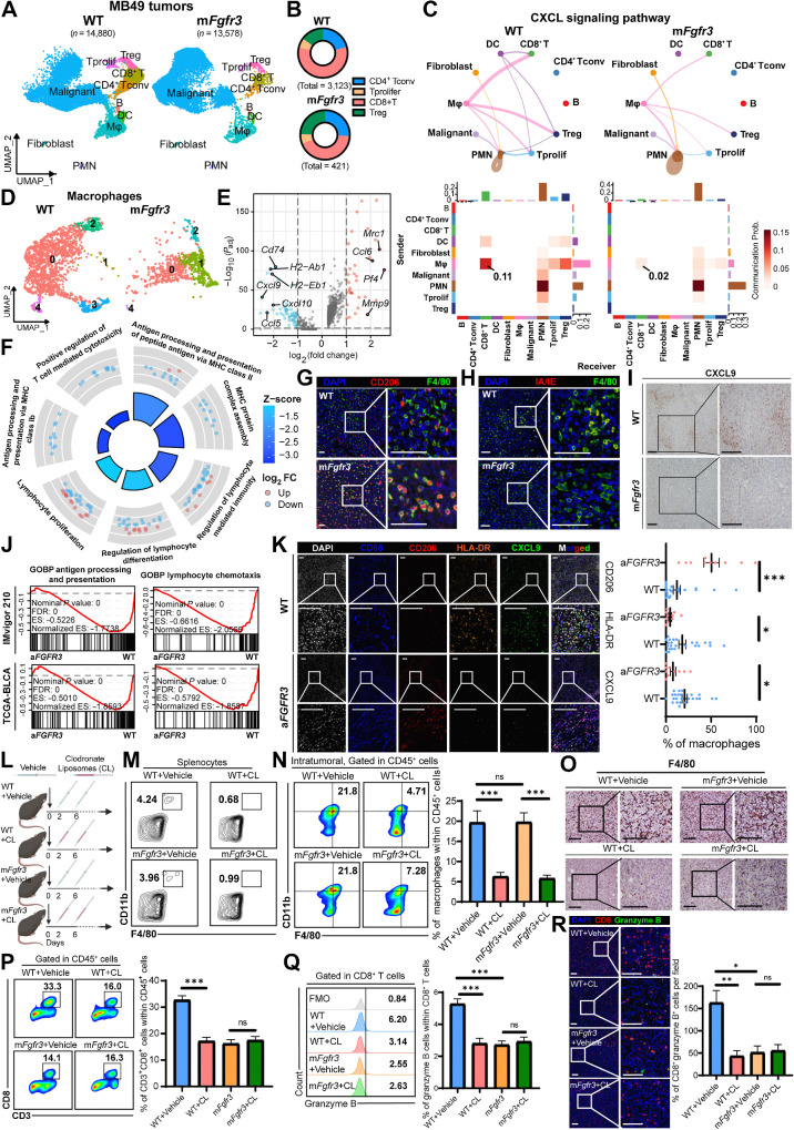 Figure 2. scRNA-seq highlights the central role of macrophages in inducing the cold TME of the mFgfr3 tumor. A, Uniform Manifold Approximation and Projection (UMAP) plot of scRNA-seq results of WT and mFgfr3 MB49 mice tumors colored by major cell types, 14,880 cells in the WT group and 13,578 cells in the mFgfr3 group. B, Pie chart shows the proportion of subtypes of T lymphocytes in the indicated groups. C, Circle plots and heatmap of CellChat analysis show the networks of the CXCL signaling pathway. D, UMAP plot of single cells of macrophages colored by subclusters. E, Volcano plot displays the differential genes of the subcluster-1 macrophages. F, GO analysis represents the enriched pathways in the subcluster-1 macrophages. G and H, Representative IF images showing the infiltration of CD206+ F4/80+ cells (G) and IA/IE+ F4/80+ cells (H) in the indicated groups. I, Representative IHC images showing the expression of CXCL9 in the indicated groups. J, GSEA showing the enrichment of antigen processing and presenting pathway and lymphocyte chemotaxis pathway in the IMvigor210 and TCGA-BLCA datasets. K, Representative multiplex IF images and statistical analysis showing the proportion of CD206+, HLA-DR+, and CXCL9+ cells within CD68+ macrophages in the SYSMH cohort; n = 24 in the WT group, n = 10 in the aFGFR3 group. L, Schematic illustration of macrophages depletion strategy with clodronate liposomes in MB49 tumor–bering mice. M, Flow cytometry analysis illustrating the proportion of macrophages in the splenocytes in the indicated groups. N and O, Flow cytometry analysis and IHC staining illustrating the proportion of macrophages in tumors in the indicated groups. P and Q, Flow cytometry analysis illustrating the proportion of CD3+CD8+ cells within CD45+ cells (P) and the proportion of granzyme B+ cells within CD8+ T cells (Q) in the indicated groups. R, Representative IF images and statistical analysis show CD8+ granzyme B+ cell infiltration in the indicated groups. The data are shown as the mean ± SEM values (n = 5 per group). P < 0.05 was considered a significant difference; ns, no significance (unpaired parametric Student t test). *, P < 0.05; **, P < 0.01; ***, P < 0.001. Scale bar, 100 μm. FMO, fluorescence minus one; Mφ, macrophages. SN, supernatants. (L, Created with BioRender.com.)