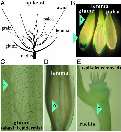 Fig. 5.