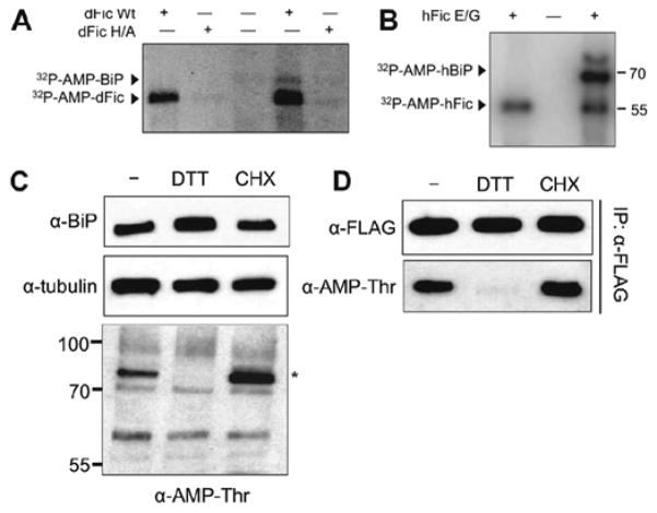 Figure 21