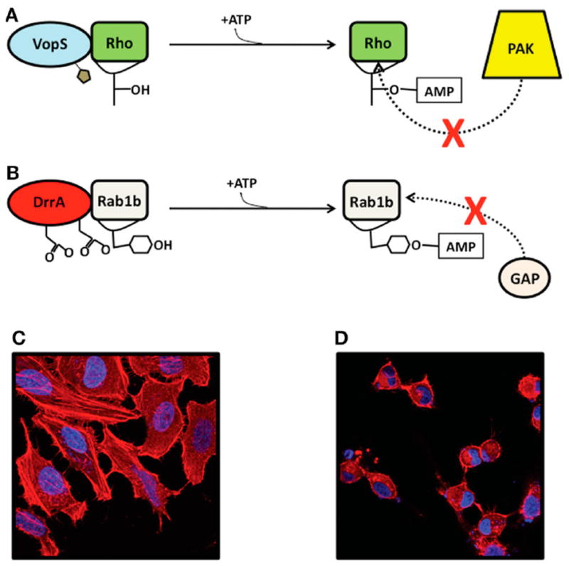 Figure 17