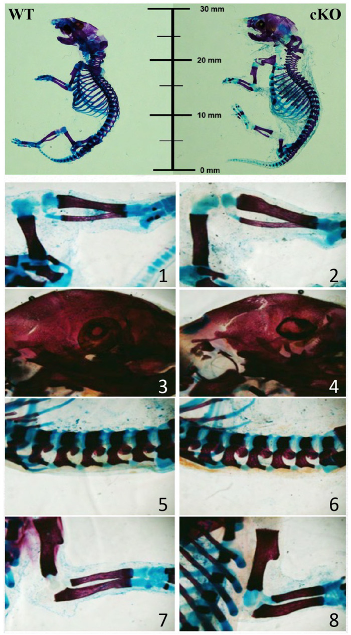 Fig 2