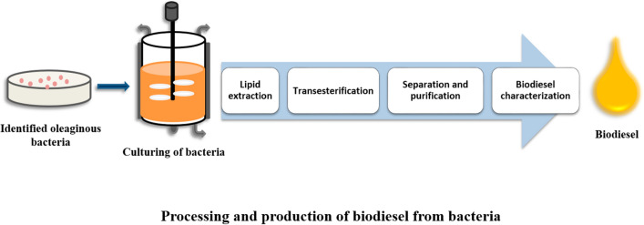 graphic file with name 40643_2022_527_Figa_HTML.jpg
