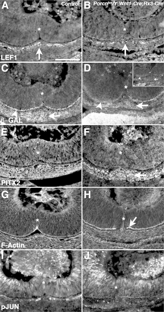 Figure 6