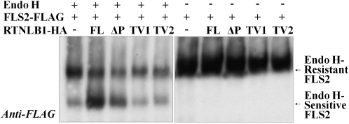 Figure 11.