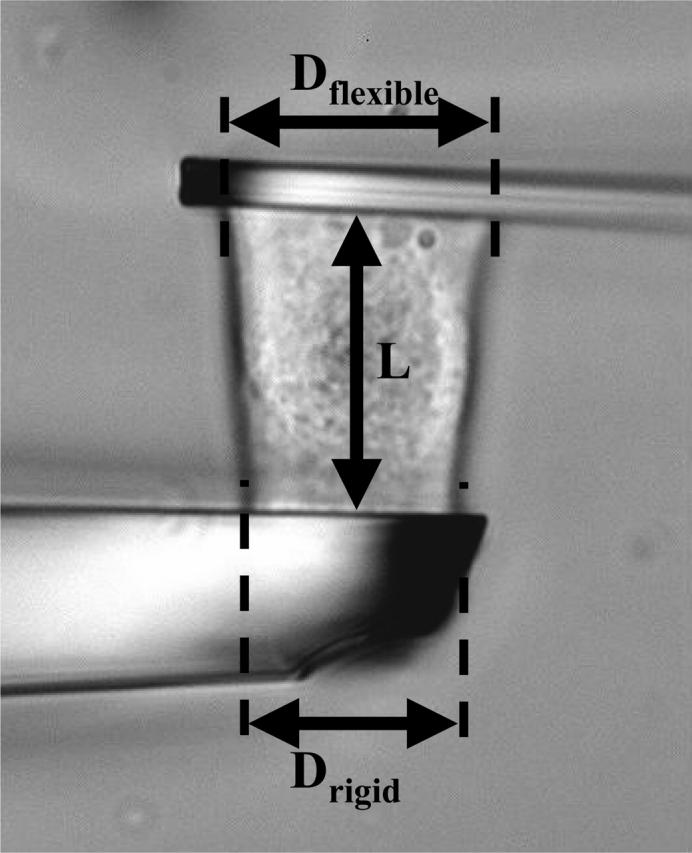 FIGURE 4