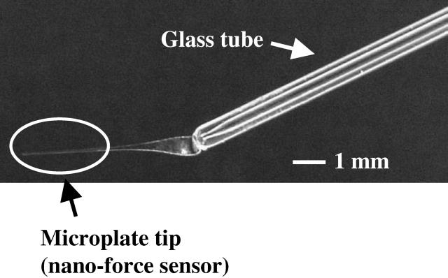 FIGURE 2