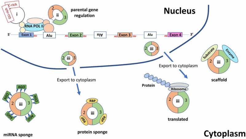 Figure 3.