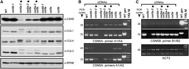 Figure 10.