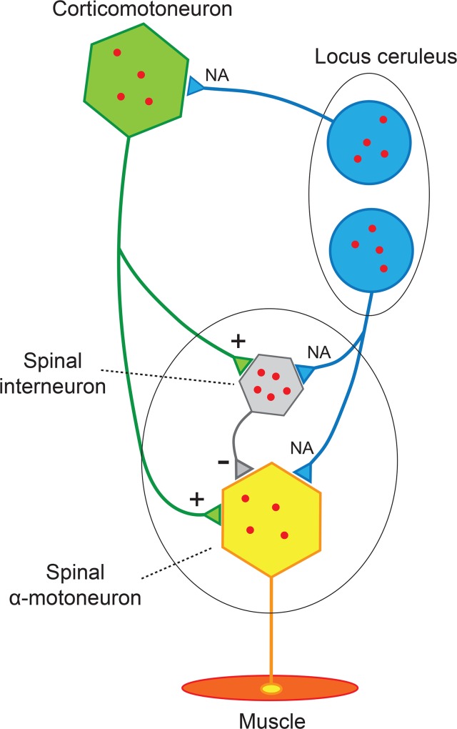 Fig 6