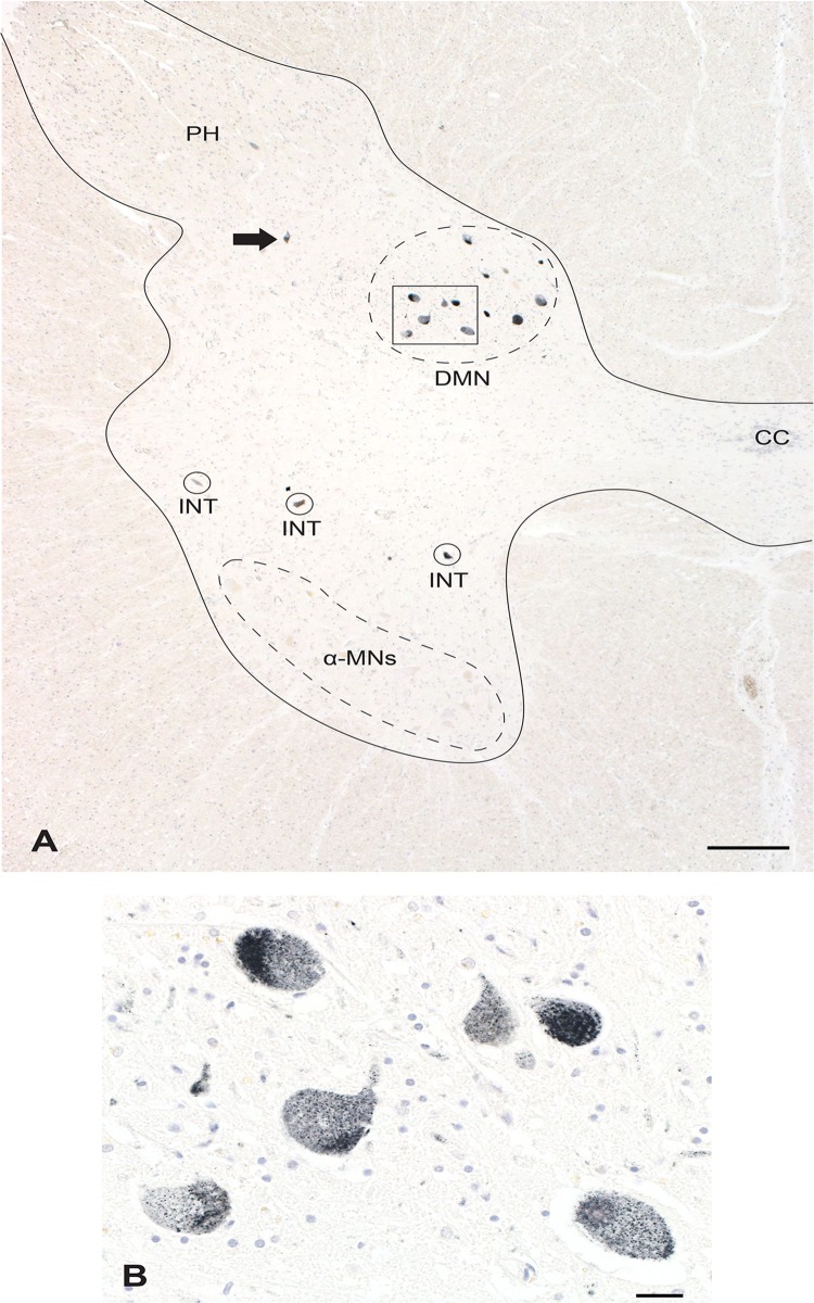 Fig 4