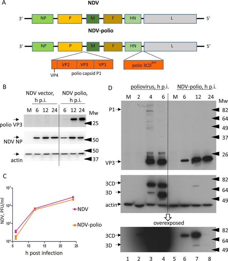 FIG 1