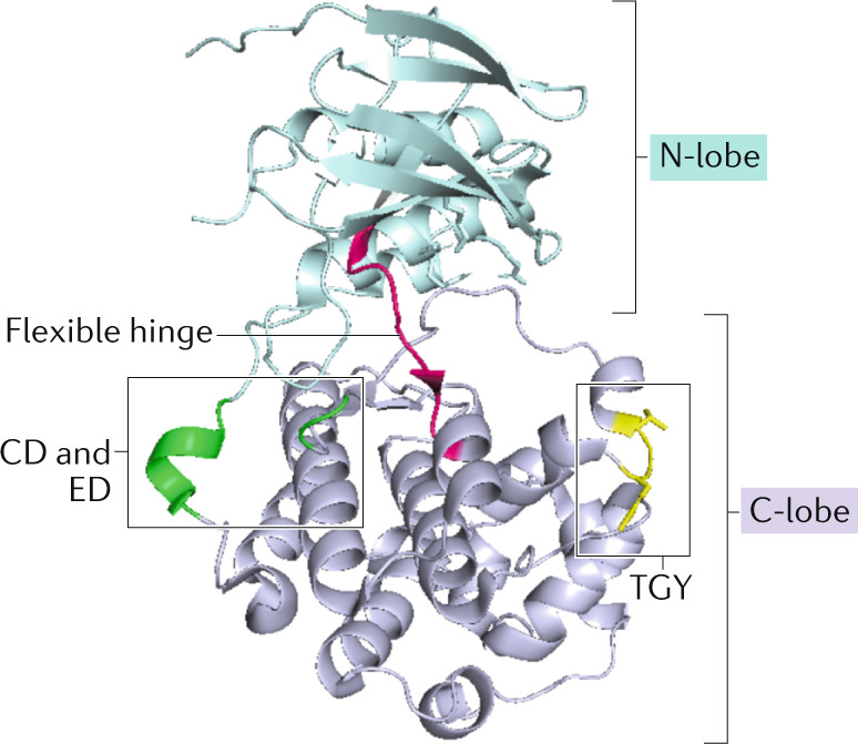 Box 1 Structural determinants of p38α activity regulation