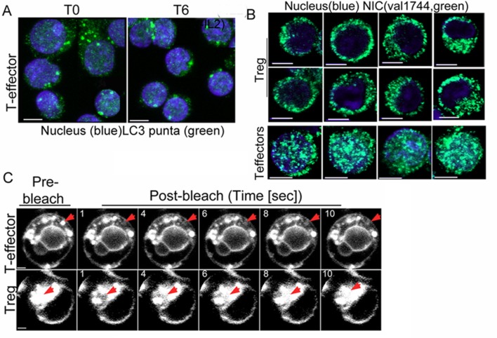 Figure 4—figure supplement 1.