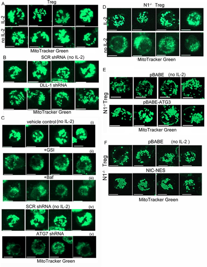 Figure 3—figure supplement 1.