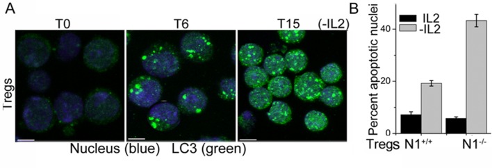 Figure 1—figure supplement 1.