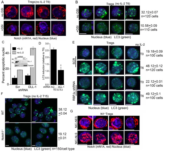 Figure 2—figure supplement 1.