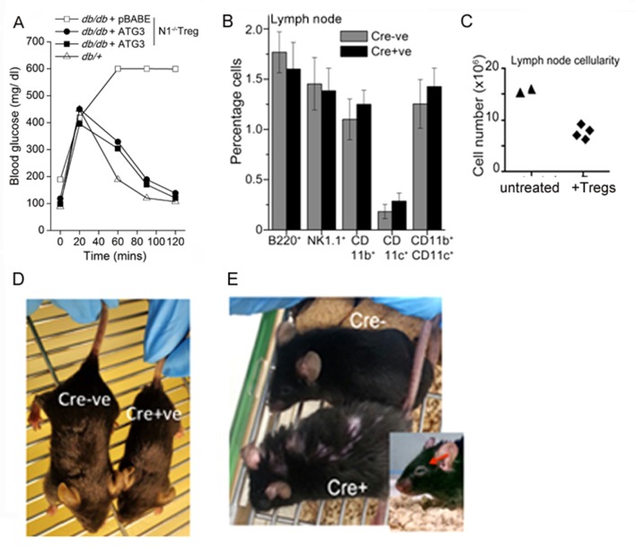 Figure 6—figure supplement 1.