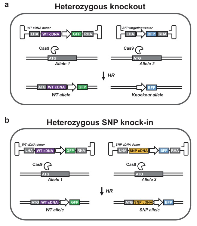 Figure 4—figure supplement 5.