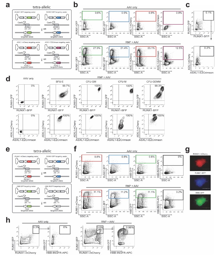 Figure 4—figure supplement 1.