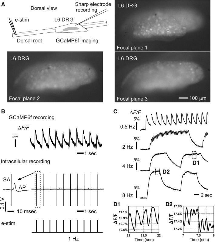 Figure 2